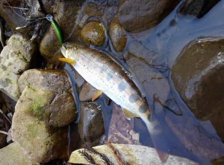 渓流ミノーイング